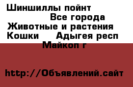 Шиншиллы пойнт ns1133,ny1133. - Все города Животные и растения » Кошки   . Адыгея респ.,Майкоп г.